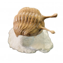 Asaphus kowalewskii