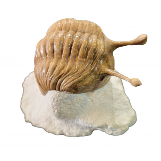 Asaphus kowalewskii
