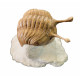 Asaphus kowalewskii