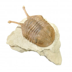 Asaphus kowalewskii