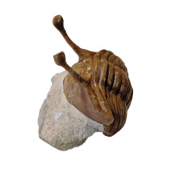 Asaphus kowalewskii