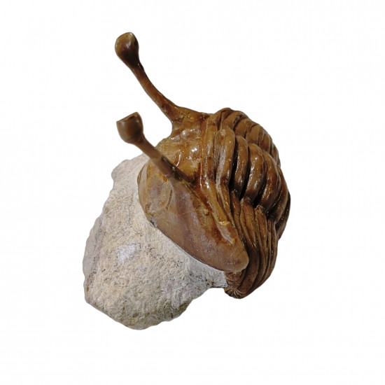 Asaphus kowalewskii