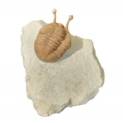 Asaphus kowalewskii