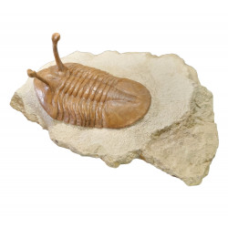 Asaphus kowalewskii