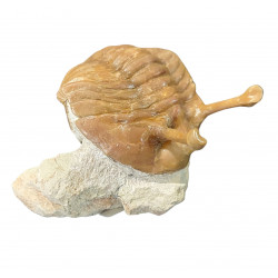 Asaphus kowalewskii
