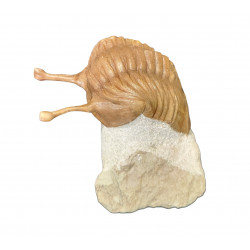 Asaphus kowalewskii