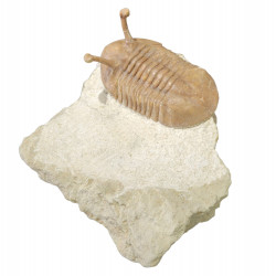 Asaphus kowalewskii
