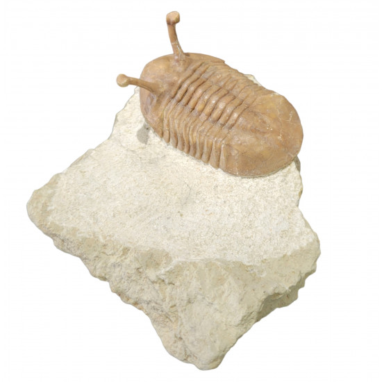 Asaphus kowalewskii
