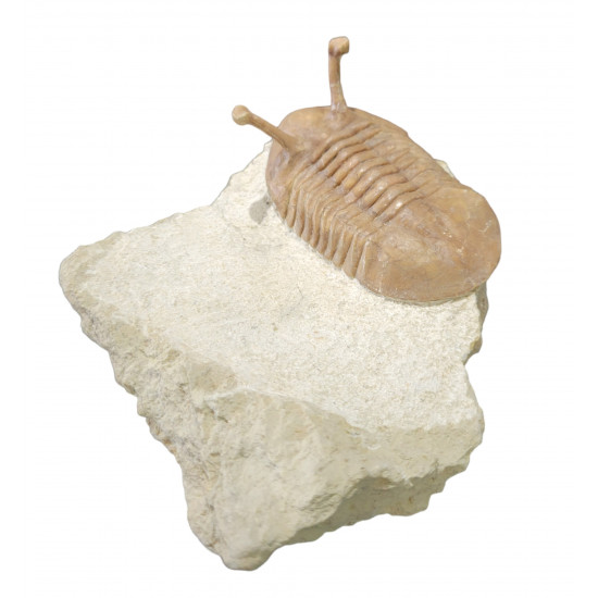 Asaphus kowalewskii