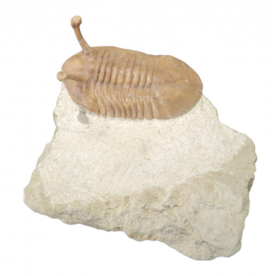 Asaphus kowalewskii