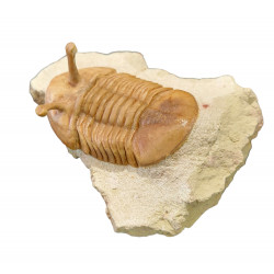 Asaphus kowalewskii