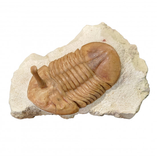 Asaphus kowalewskii