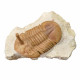 Asaphus kowalewskii
