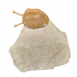 Asaphus kowalewskii