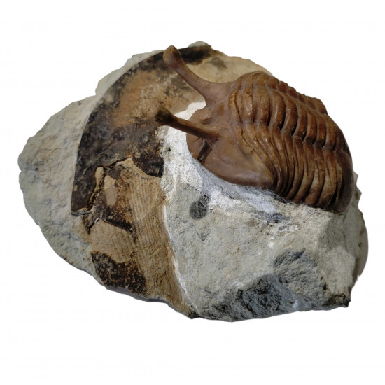 Asaphus kowalewskii