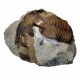 Asaphus kowalewskii