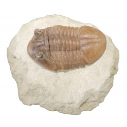 Asaphus punctatus