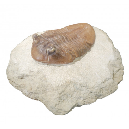 Asaphus punctatus