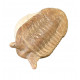 Asaphus punctatus
