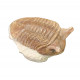 Asaphus punctatus