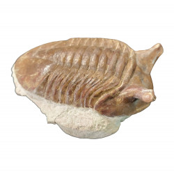 Asaphus punctatus