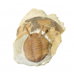 Asaphus kowalewskii