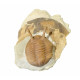 Asaphus kowalewskii