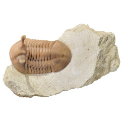 Asaphus kowalewskii