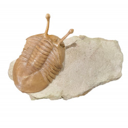 Asaphus kowalewskii