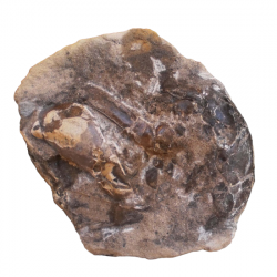 Calianassa sp.