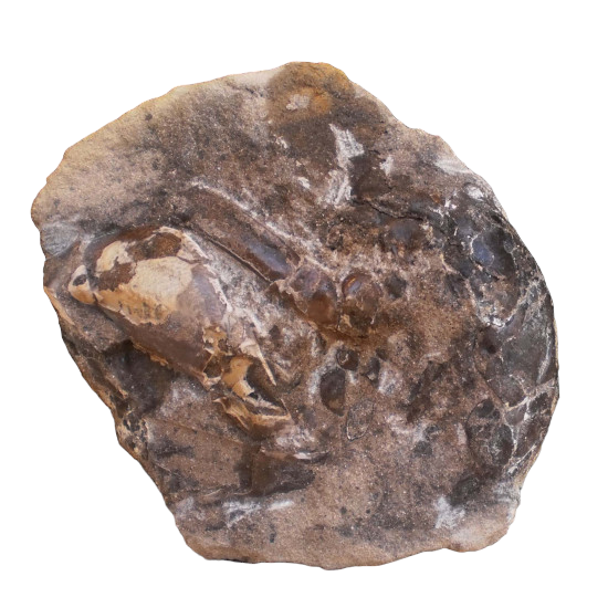Calianassa sp.