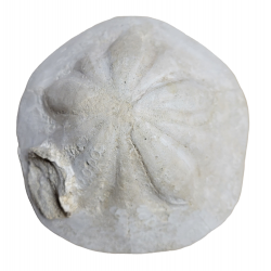 Clypeaster cerullii