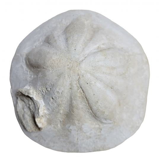 Clypeaster cerullii
