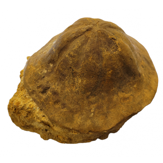 clypeaster campanulatus