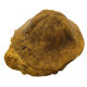 clypeaster campanulatus