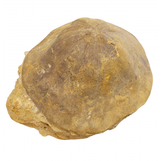 clypeaster campanulatus