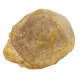 clypeaster campanulatus