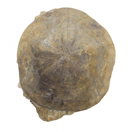 clypeaster campanulatus
