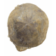 clypeaster campanulatus