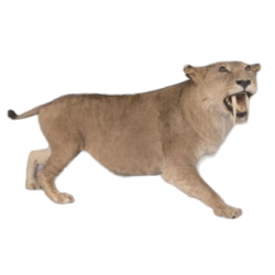 Smilodon naturalisé (saber cat)