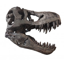 tyrannosaurus rex (skull)