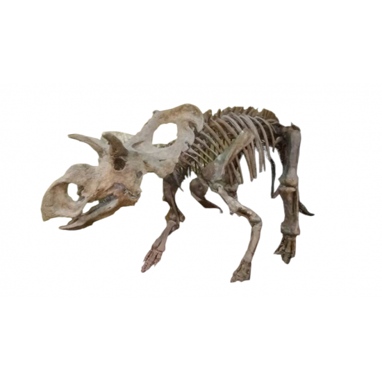 albertoceratops nesmoi (skeleton) albertoceratops nesmoi (skeleton)