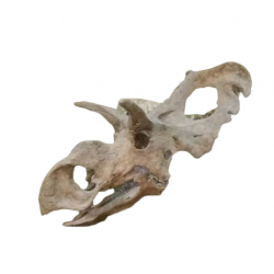 albertoceratops nesmoi (skull) 