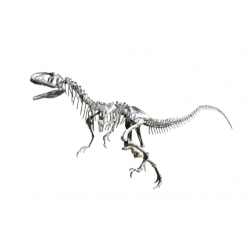 Allosaurus fragilis