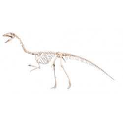 Coelophysis bauri 