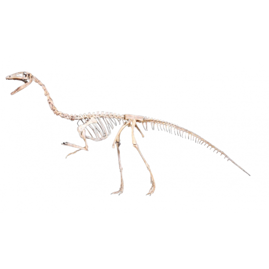 Coelophysis bauri Coelophysis bauri