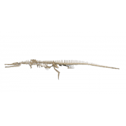 dyrosaurus phosphaticus (squelette)