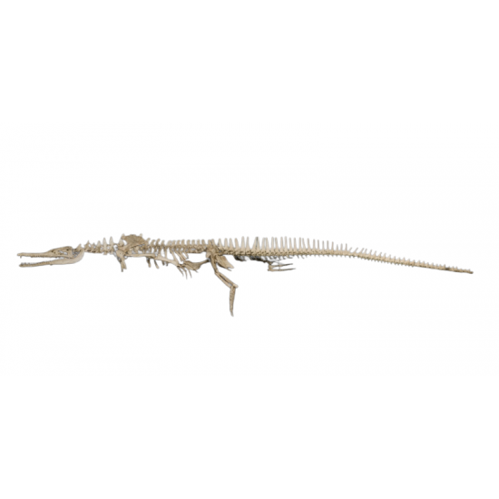 dyrosaurus phosphaticus (squelette) dyrosaurus phosphaticus (squelette)