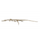 dyrosaurus phosphaticus (squelette) dyrosaurus phosphaticus (squelette)