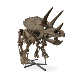 triceratops horridus (skeleton)
